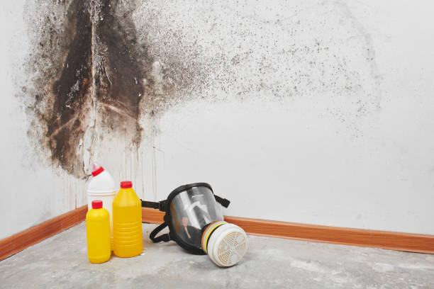 Certified Mold Removal in Roxboro, NC
