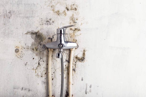 Best Commercial Mold Removal  in Roxboro, NC