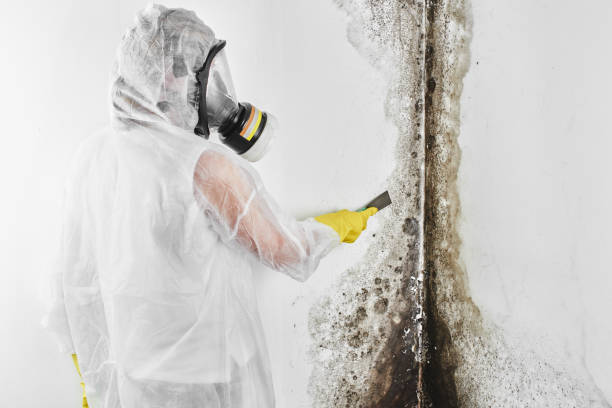 Best Affordable Mold Removal  in Roxboro, NC