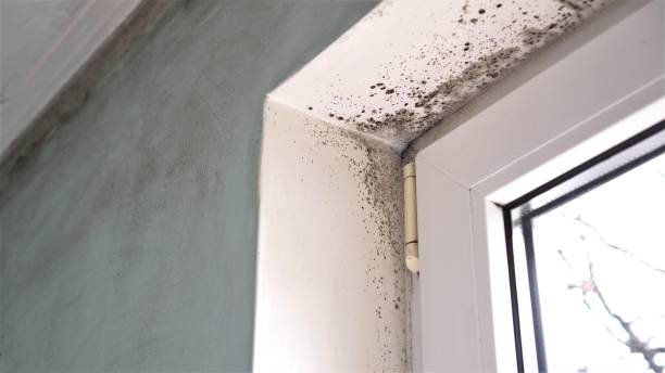 Best Toxic Mold Removal  in Roxboro, NC