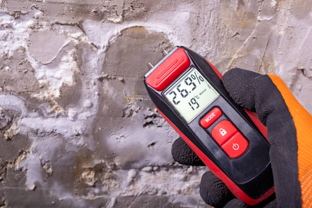 Best Mold Remediation  in Roxboro, NC
