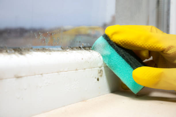 Attic Mold Removal in Roxboro, NC