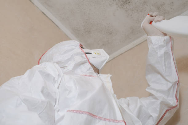 Best Mold Removal Company Near Me  in Roxboro, NC