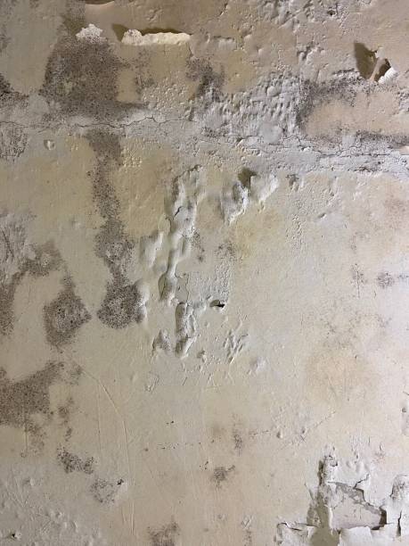 Best Local Mold Removal Service  in Roxboro, NC