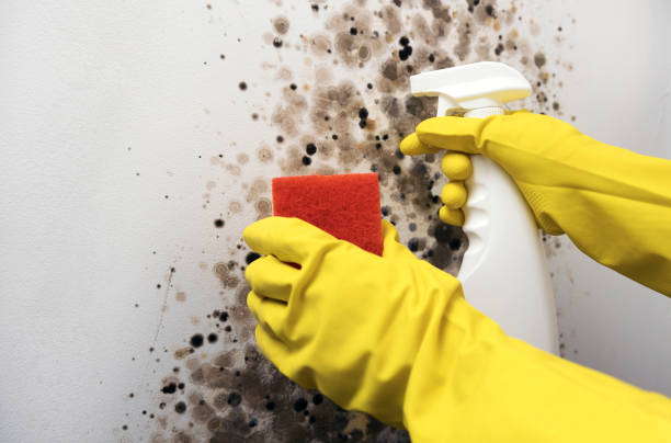 Trusted Roxboro, NC Mold Removal Experts