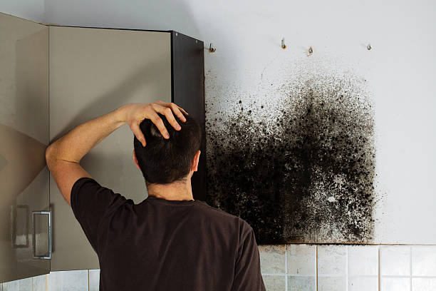 Best Attic Mold Removal  in Roxboro, NC