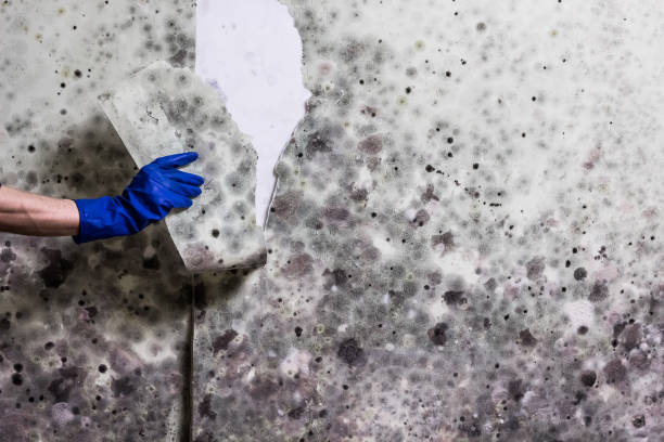 Best Local Mold Removal Service  in Roxboro, NC