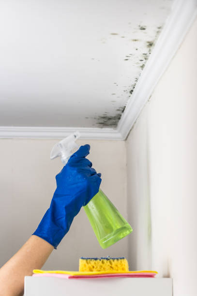 Best Certified Mold Removal  in Roxboro, NC